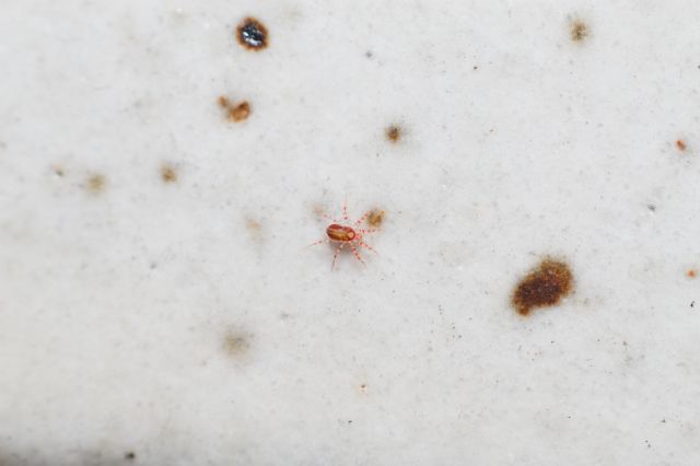 Erythracarus sp.